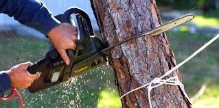 Best Tree Removal Services  in Pea Ridge, FL